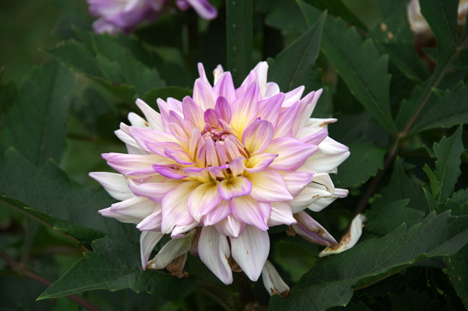 長野県中野市　一ツ木公園の夏薔薇2_a0263109_1314328.jpg