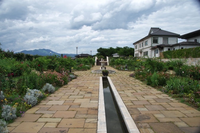 長野県中野市　一ツ木公園の夏薔薇2_a0263109_13155763.jpg