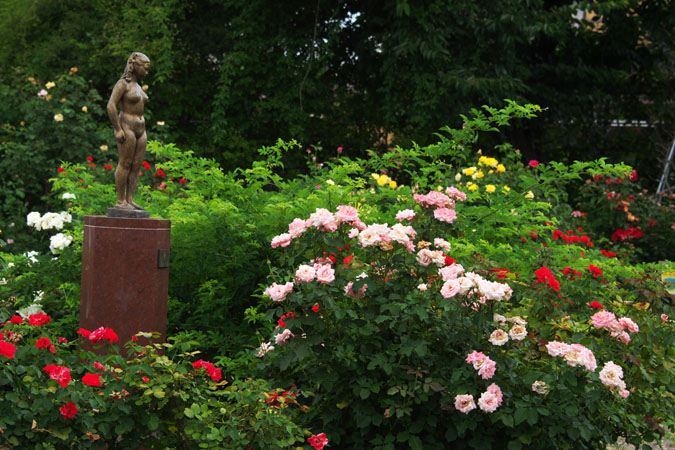 長野県中野市　一ツ木公園の夏薔薇2_a0263109_1318413.jpg