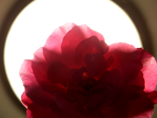 薔薇の花咲く_f0152512_1455825.jpg