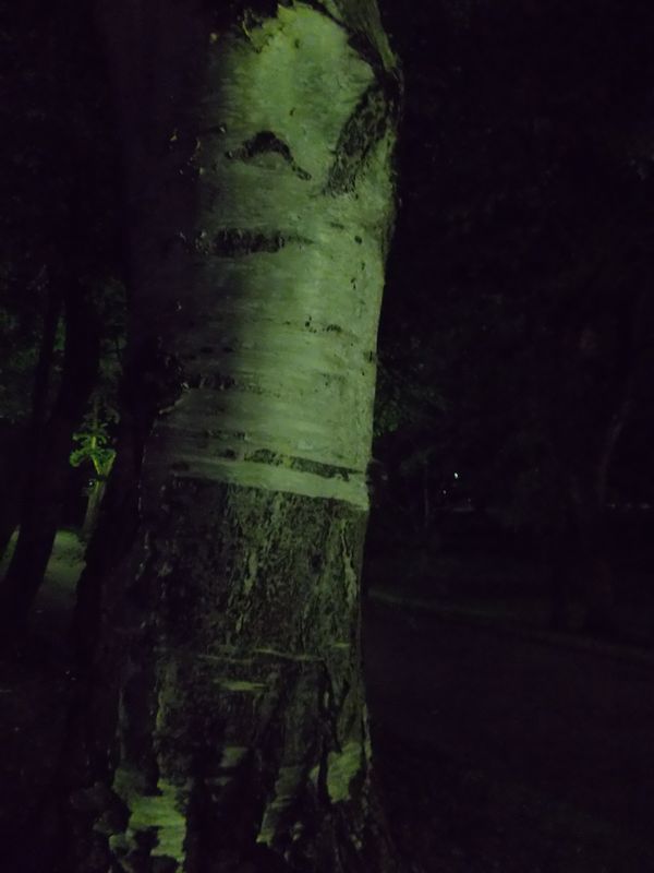 夜の帰り道:北大構内_c0025115_2252659.jpg