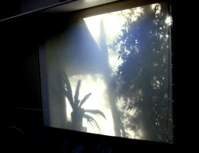 猛暑も和らぐ?植物を楽しむスクリーンの景色_e0010418_17462376.jpg
