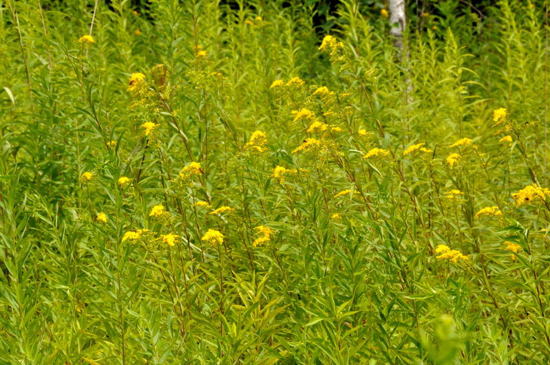 f0053218_2311248.jpg