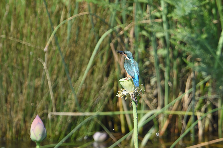 140820 蓮池悪し_c0278820_1684461.jpg