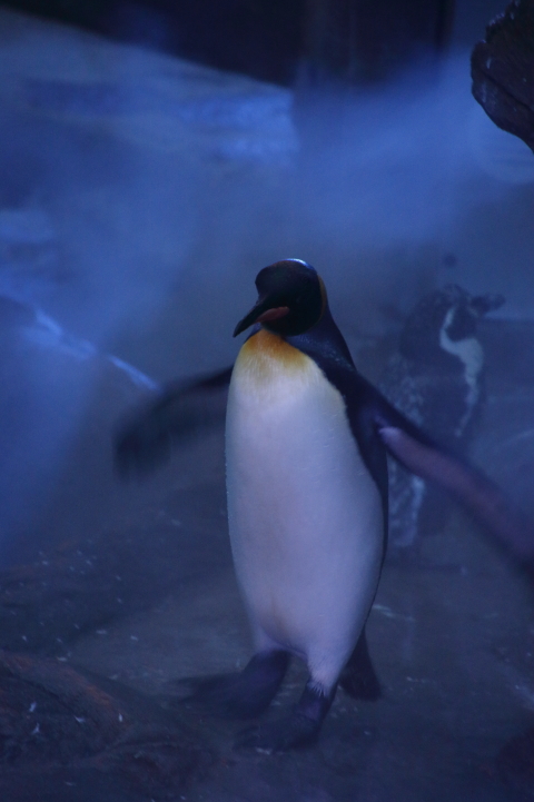 ナイトZOO 2014_f0253927_22282316.jpg