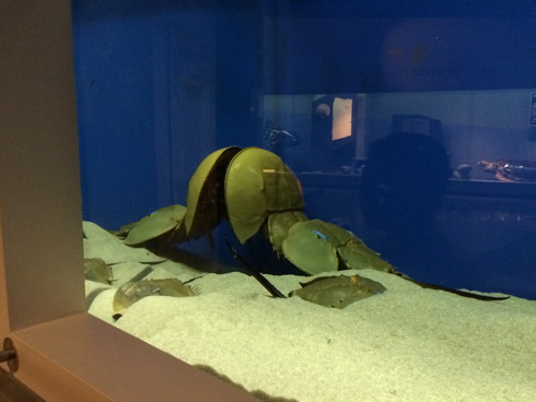 （笠岡名所）笠岡市立カブトガニ博物館 / Kasaoka City Horseshoe Crab Museum_f0111040_7131615.jpg