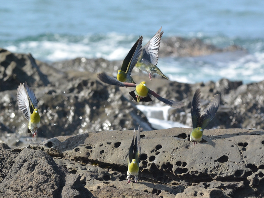 アオバト（緑鳩）/White-bellied green-pigeon_b0309841_645232.jpg