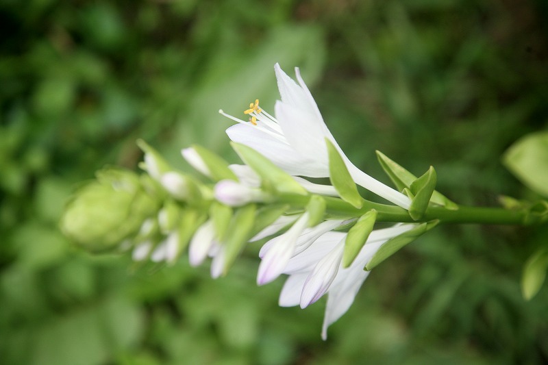 2014　ホスタ　hosta_e0076542_20444019.jpg