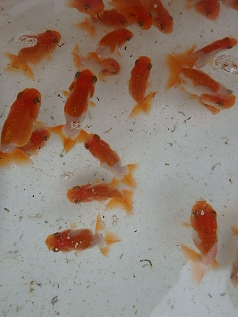 f0334143_9194116.jpg