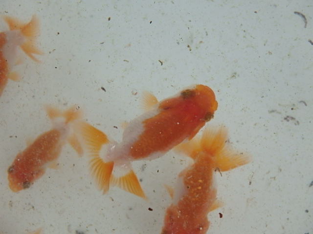 f0334143_919519.jpg