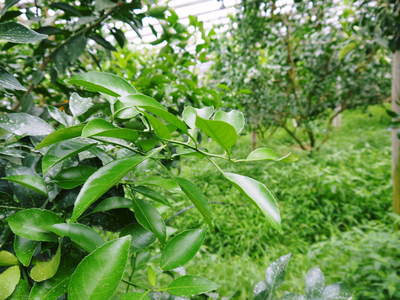 デコポン（肥後ポン）　夏の新芽は元気な果樹の証拠です!!_a0254656_18234268.jpg