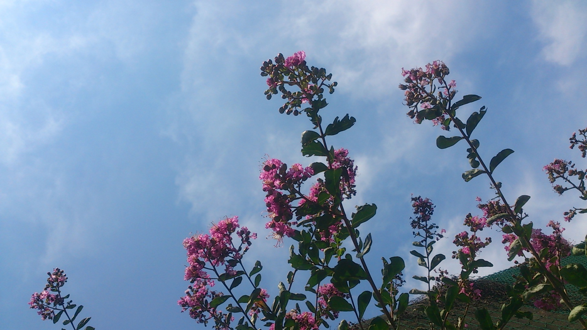 チルダ菜園 チルダ菜園