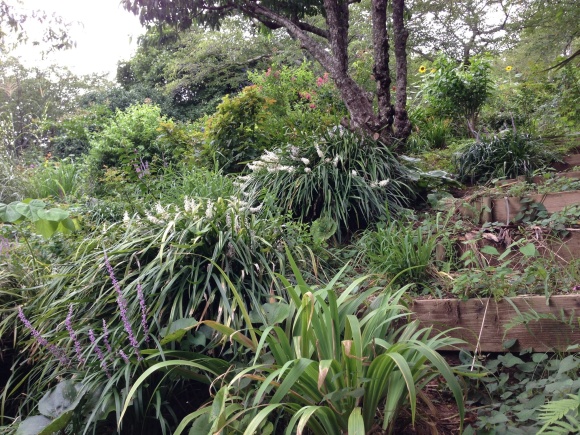 引き続き白野江植物園で_b0267163_11122895.jpg