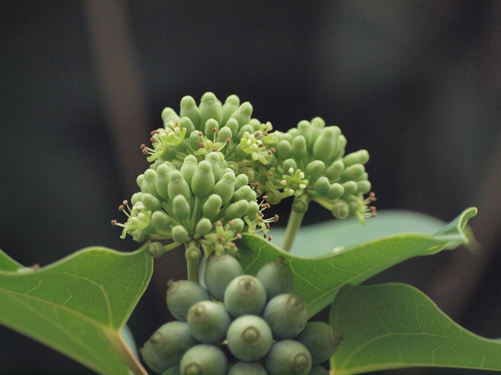 隠蓑 カクレミノ の小さな花達 自然風の自然風だより
