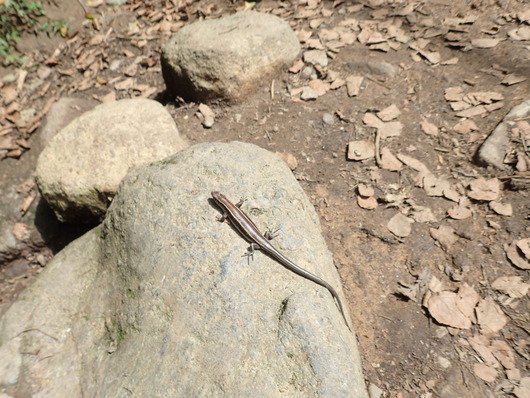 筑波山登頂成功!!_f0193680_11193361.jpg