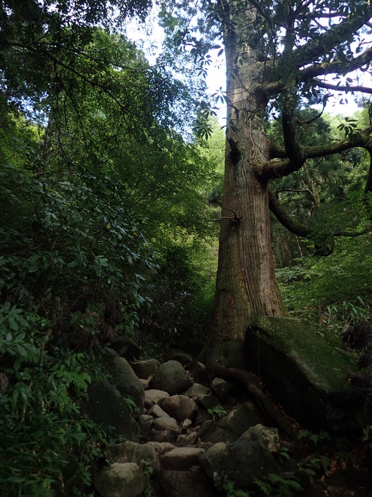 筑波山登頂成功!!_f0193680_1138032.jpg