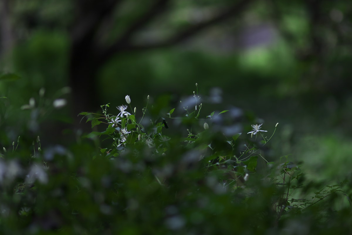 a0083081_13391692.jpg