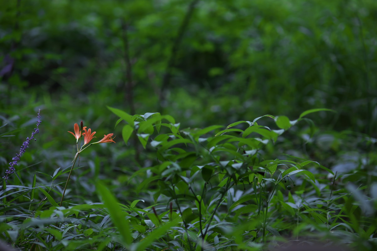 a0083081_1339316.jpg