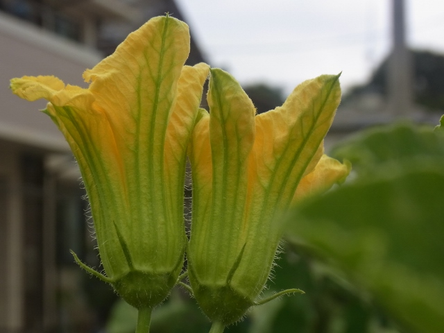カボチャの花_b0105897_2323513.jpg
