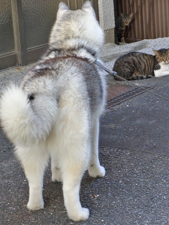 見つめて見つめて(*^_^*)_c0049299_21514042.jpg