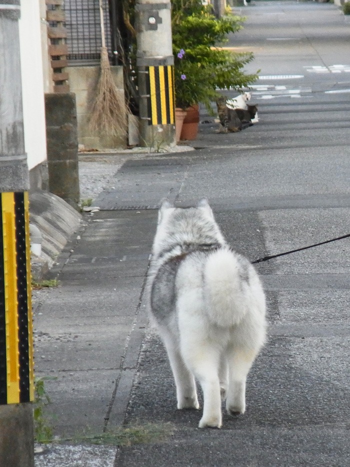 見つめて見つめて(*^_^*)_c0049299_21515014.jpg