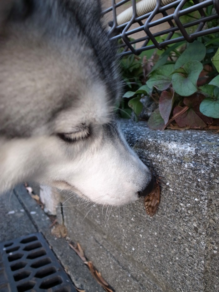 見つめて見つめて(*^_^*)_c0049299_21522795.jpg