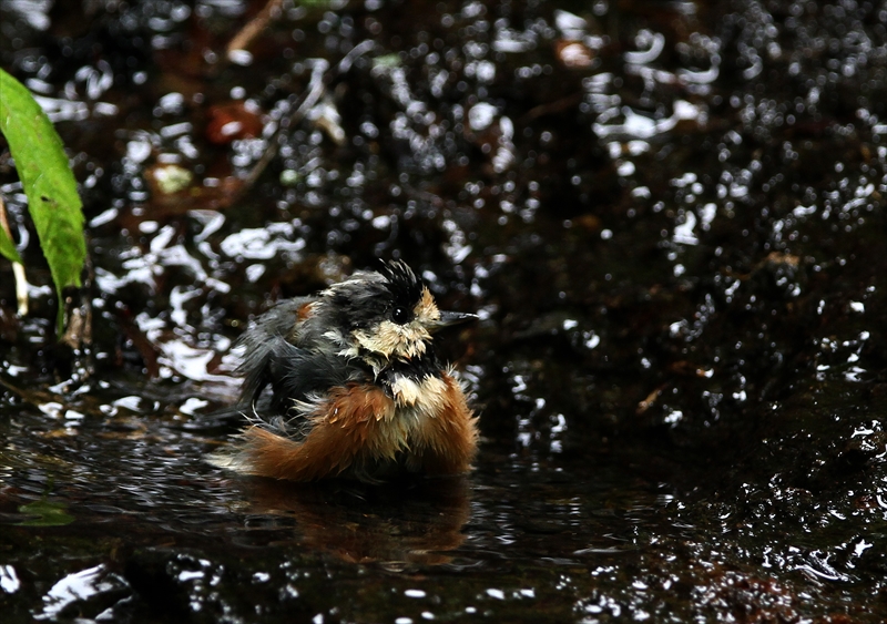 水場のヤマガラ_a0258117_2245220.jpg