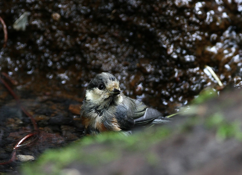 水場のヤマガラ_a0258117_225453.jpg