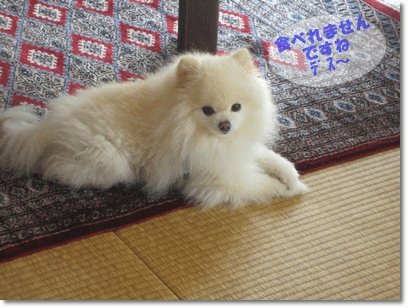 b0167519_1112540.gif