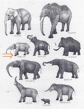 象の足跡化石 ２０１４ ８ ２１ Beyonyoの旅日記