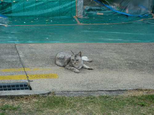 佐伯区 M様邸・外壁塗装工事_d0125228_254223.jpg