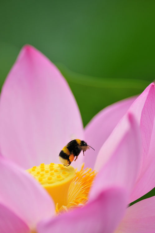 蓮池にて～昆虫・雫編_f0116528_20203037.jpg