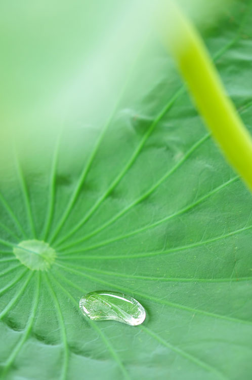 蓮池にて～昆虫・雫編_f0116528_20223845.jpg