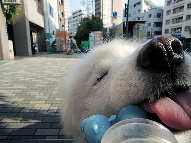 やけっぱち_c0062832_7571580.jpg