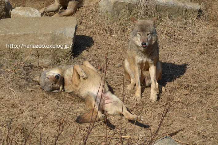 新放飼場で迎えた繁殖期・メス編（2014/1/11、19）_b0245634_17342699.jpg