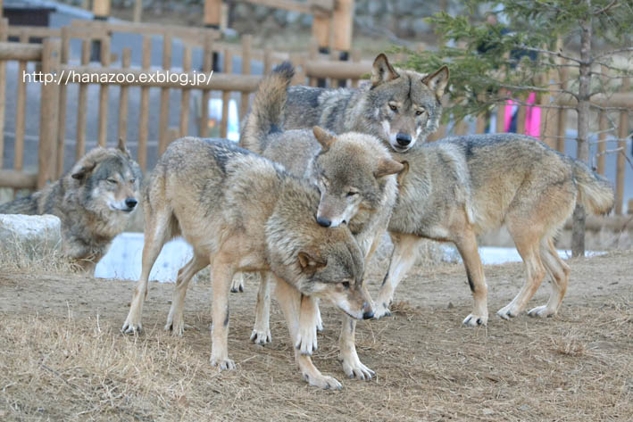 新放飼場で迎えた繁殖期・メス編（2014/1/11、19）_b0245634_17433317.jpg