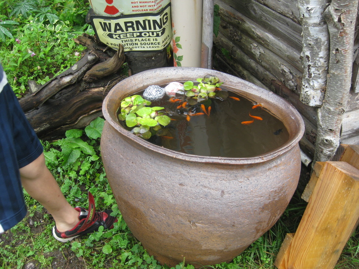 カメ金魚 雪月花廊 喜茂別旧双葉小学校史料館