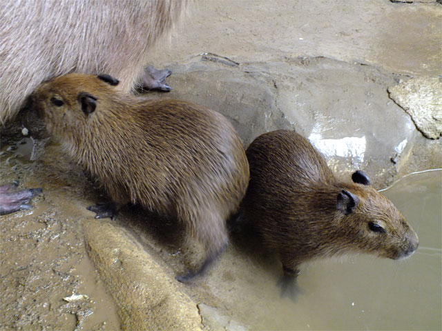 ベビカピちゃんとのふれあい_a0179837_16102870.jpg