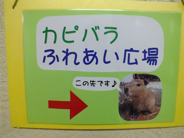 ベビカピちゃんとのふれあい_a0179837_1644482.jpg
