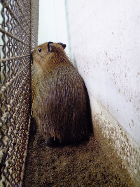 ベビカピちゃんとのふれあい_a0179837_16461855.jpg