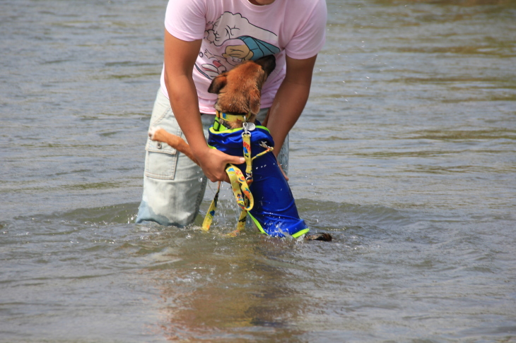 我が家の夏休み 第一弾 〜犬友真夏の川遊び〜_e0249240_21412059.jpg