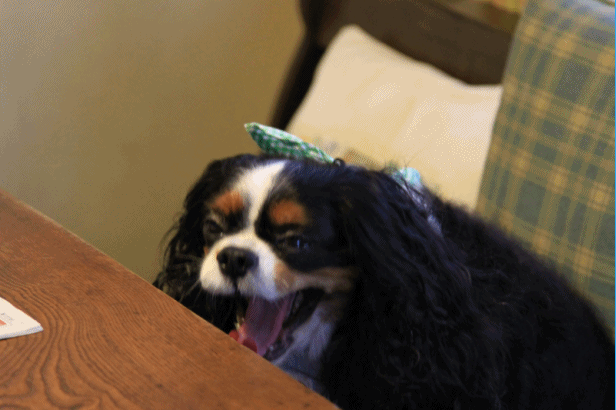 c0145250_11385311.gif