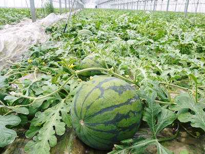 夢キュウリ 今期の初回出荷日決定!!&キュウリの定植作業取材してきました!_a0254656_1752362.jpg