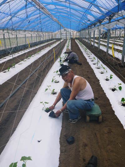 夢キュウリ 今期の初回出荷日決定!!&キュウリの定植作業取材してきました!_a0254656_18102958.jpg