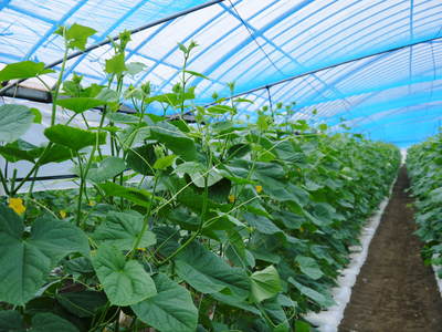 夢キュウリ 今期の初回出荷日決定!!&キュウリの定植作業取材してきました!_a0254656_18435722.jpg