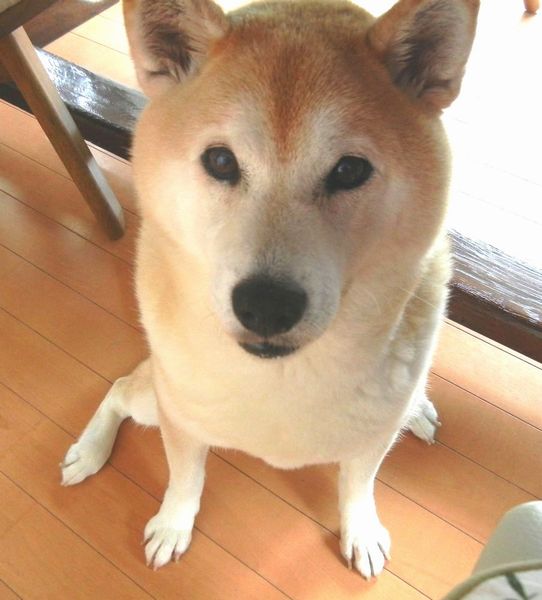 ’14,8,21(木)もう稲刈りが始まったYO!_f0060461_7494672.jpg