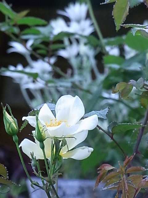 e0017562_1235781.jpg
