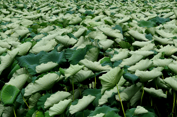 e0064375_171939100.gif