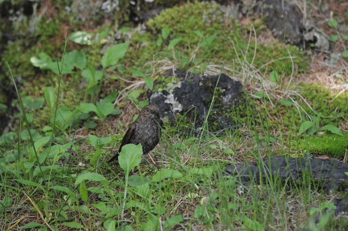 富士山の鳥さん　其の二　＜菊戴・鷽　他＞_e0248688_1818301.gif