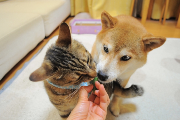 つーちゃんの好物_a0126590_05351221.jpg